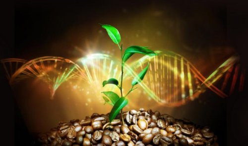 NY University researchers explore the past of the coffee bean to create a high quality genome