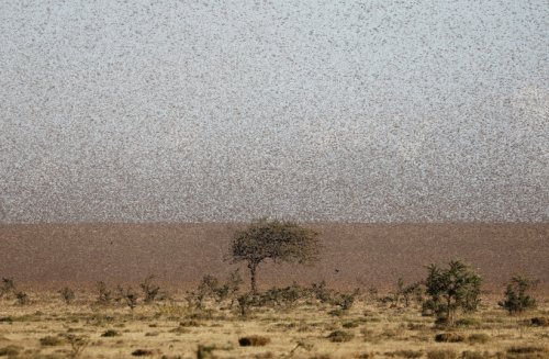 'Biblical' swarms of giant crickets ravage western US crops