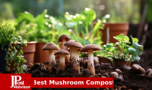 7 Most Popular Mushroom Composts for 2023