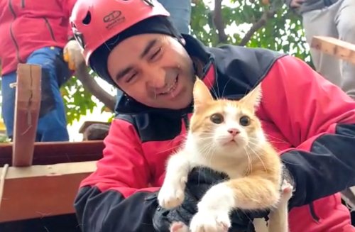 Turkish cats rescued beneath rubble go viral on social media