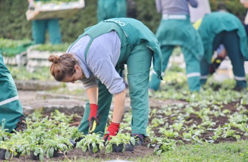 Gardening in groups reduces risk of cancer, chronic diseases - study