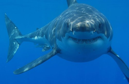 16-year-old killed by shark in Australia