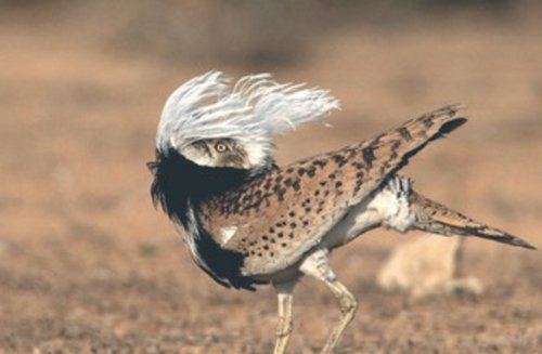 Emirati, Israeli org. to collaborate on Houbara bird conservation