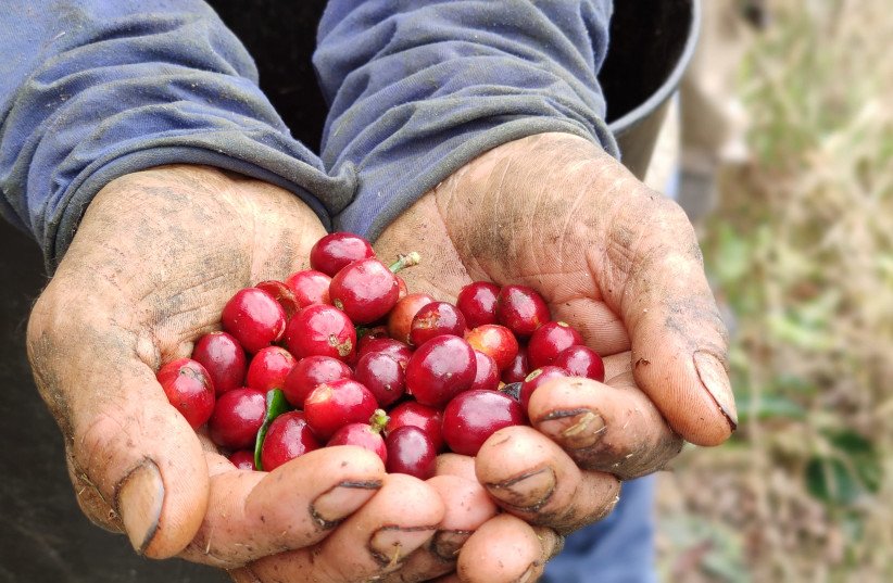 Israeli-Colombian food-tech startup Demetria helps industry smell coffee