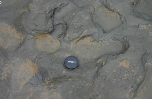 Ancient UK footprints show humans responsible for biodiversity decline