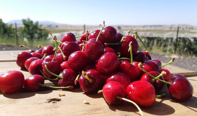 Did you know about the surprising health benefits of cherries?