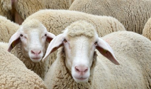 Sheep's high adventure: Flock devours 100 kg of cannabis in Greece
