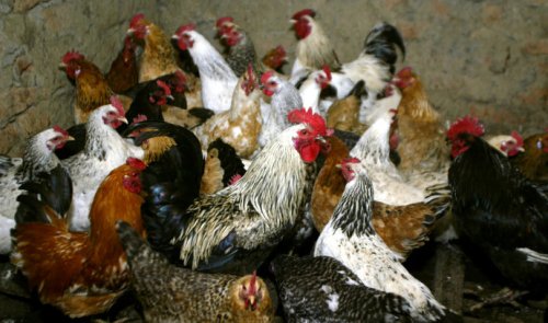 Bird flu outbreak more virulent than ever recorded - study