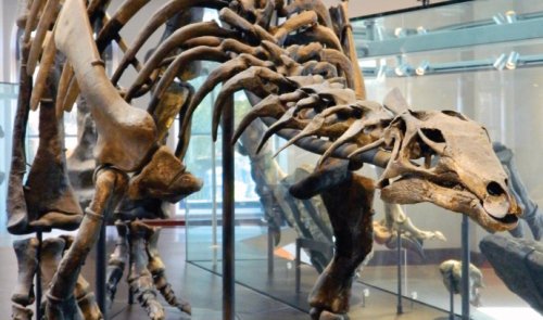 Nearly half of Americans believe dinosaurs still exist