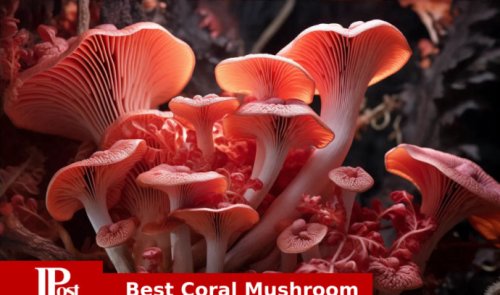 9 Best Coral Mushrooms Review