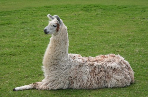 Llama nanobodies could be used to develop COVID-19 treatment - study