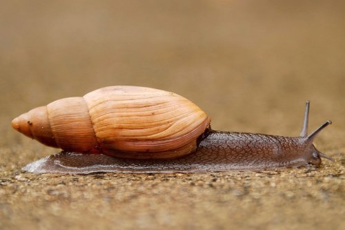 A Slimy Story: Snail Mucous