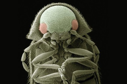 Bugging Out