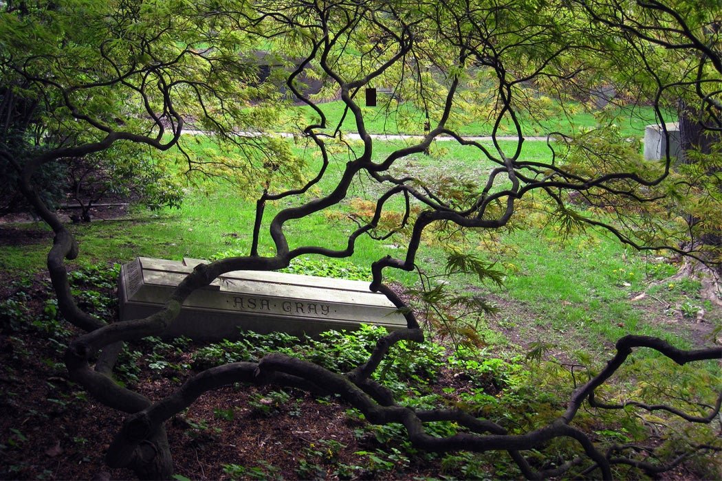 When Cemeteries Became Natural Sanctuaries