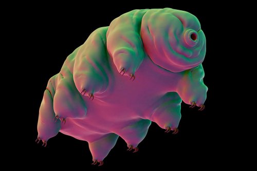 Tardigrades, Introverts, and Patagonian Heavy Metal