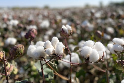 Understanding Capitalism Through Cotton
