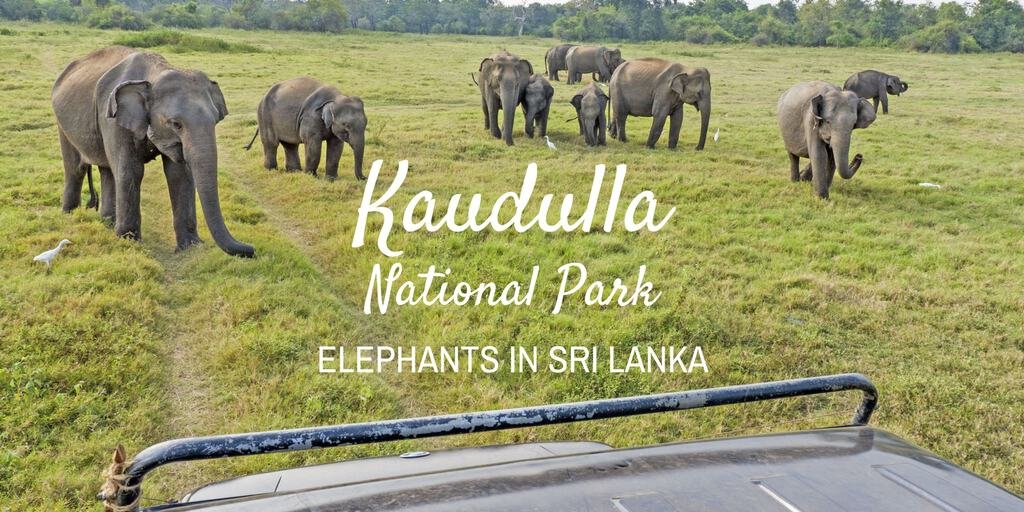 Kaudulla National Park: See Elephants in Sri Lanka