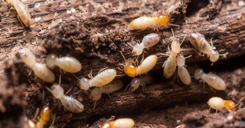 Termite Control Inspection - Cost and What to Expect - JustPaste.it