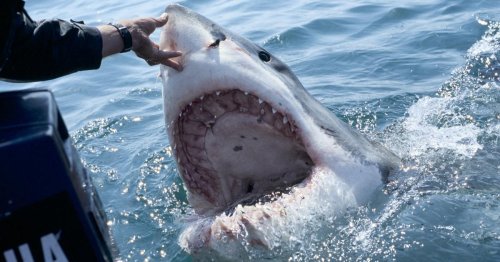 Mexican diver decapitated by great white shark in first fatal shark attack of 2023