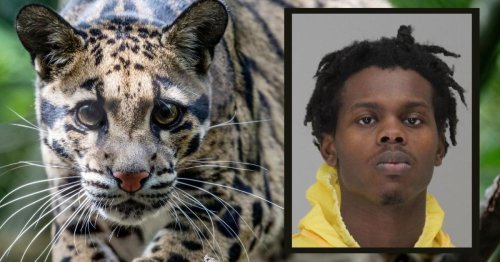 Suspected Dallas Zoo Thief Admits To Stealing Animals And Wants Take ...