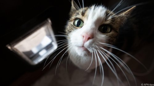 Katzen-Ausgangsverbot in deutschem Ort geht zu Ende