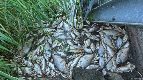 Giftige Alge war Grund für Fischsterben in der Oder
