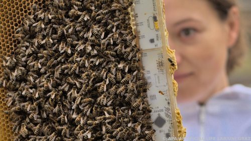 Hightech-Wabe schützt Bienen vor dem Kältetod