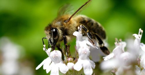 Honig der Wiener Rathausbienen geerntet