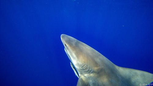 Österreicherin stirbt nach Hai-Angriff im Meer vor Ägypten