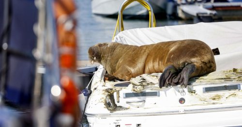 Aus Sicherheitsgründen: vor Oslo schwimmendes Walross eingeschläfert