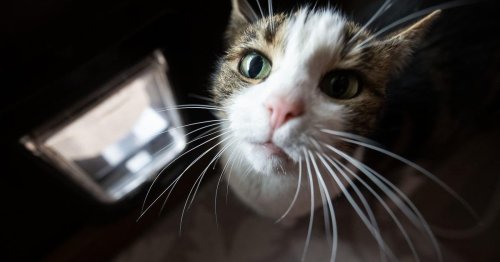 Katzen-Ausgangsverbot endet in deutschem Ort