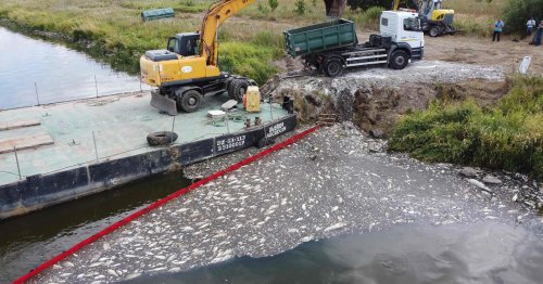 Mögliche Ursache für Fischsterben in Oder sei giftige Algenart
