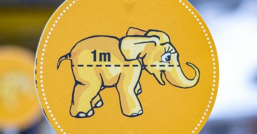 Babyelefant-Infokampagne kostete rund 3,2 Millionen Euro