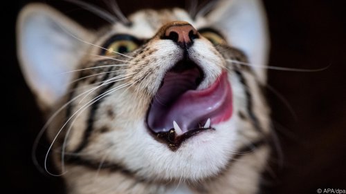 Zeitumstellung: Tiere täglich etwas später füttern