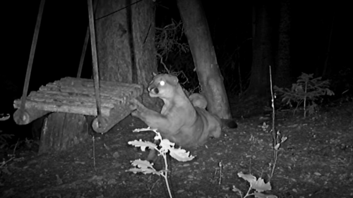Watch mountain lion turn into ‘kitty cat’ when it discovers a tree swing in Colorado