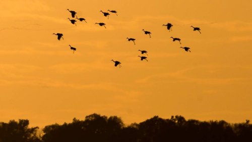 Fall migration is underway bringing birds and birdwatchers to central Kansas