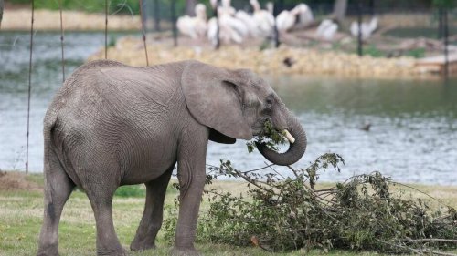 ‘A huge year’: Sedgwick County Zoo could welcome a U.S. record number of baby elephants