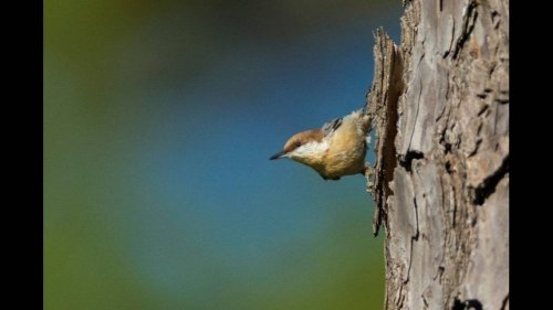 Tiny songbird that vanished from Missouri 100 years ago is making a comeback