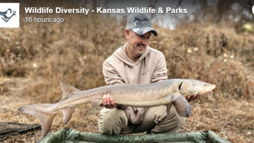 ‘Incredibly rare’ prehistoric fish shocks angler as he reels it in from Kansas River