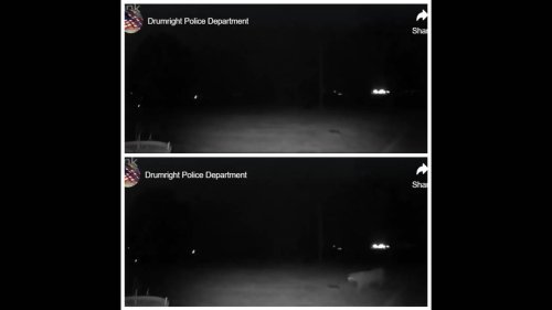 Rare, ‘uninvited visitor’ seen prowling in the dark outside Oklahoma home, video shows