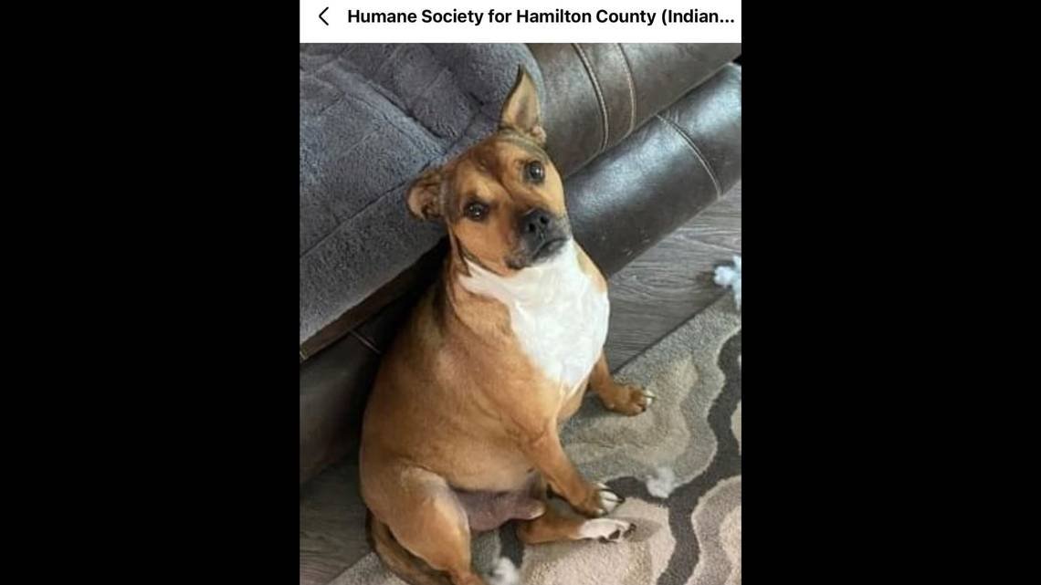 Shelter dog ‘just wants to be close’ to humans. After ‘rough starts