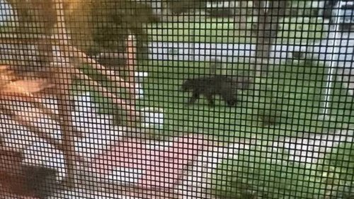 Black bear found near a Taco Bell among multiple sightings across the KC metro