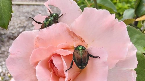Explore 5 powerful stories revealing how wildlife invades SC’s springtime