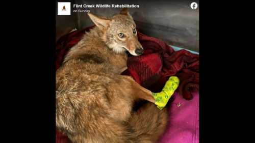 Coyote hit by car was stuck in grille until neighbors call for help, IL officials say