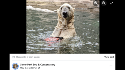Viral TikTok video sparks concerns over polar bear’s health. Now MN zoo explains