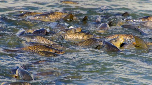 Liquid nitrogen mishap kills 750,000 fish in rivers in Iowa and Missouri, officials say