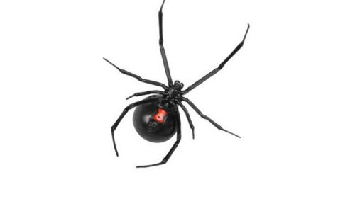 As more black widow spiders start to appear, here’s how to recognize them and stay safe