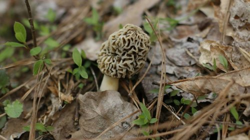 Foraging season peaks early in metro-east for this edible delicacy. A guide to find them