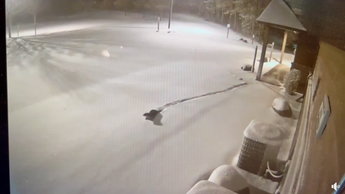Otter pair on the run after escaping zoo under cover of snowstorm, Wisconsin video shows