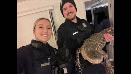 Alligator found by staff in Michigan motel, cops say. His owner was looking for him